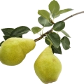 درخت گلابیPear Tree